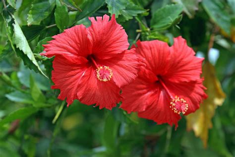 what plants are native to china